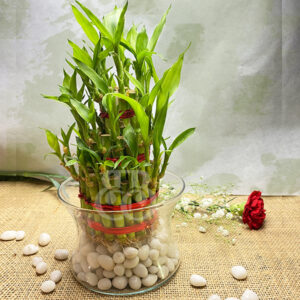 Lucky Bamboo Vase