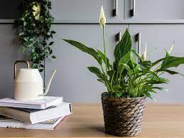 Read more about the article Best Positive Indoor Plants to buy for your home in 2023